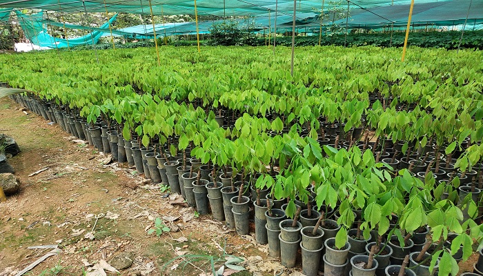 Alumgal Rubber Nursery