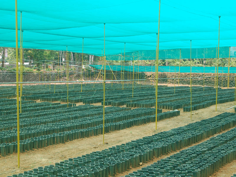 Alumgal Rubber Nursery