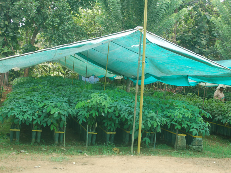 Alumgal Rubber Plants