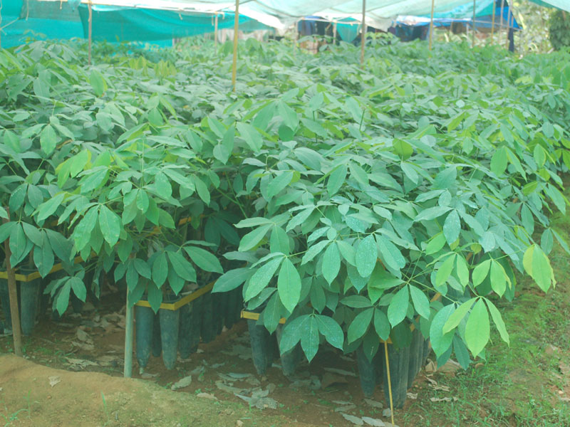 Alumgal Rubber Plants